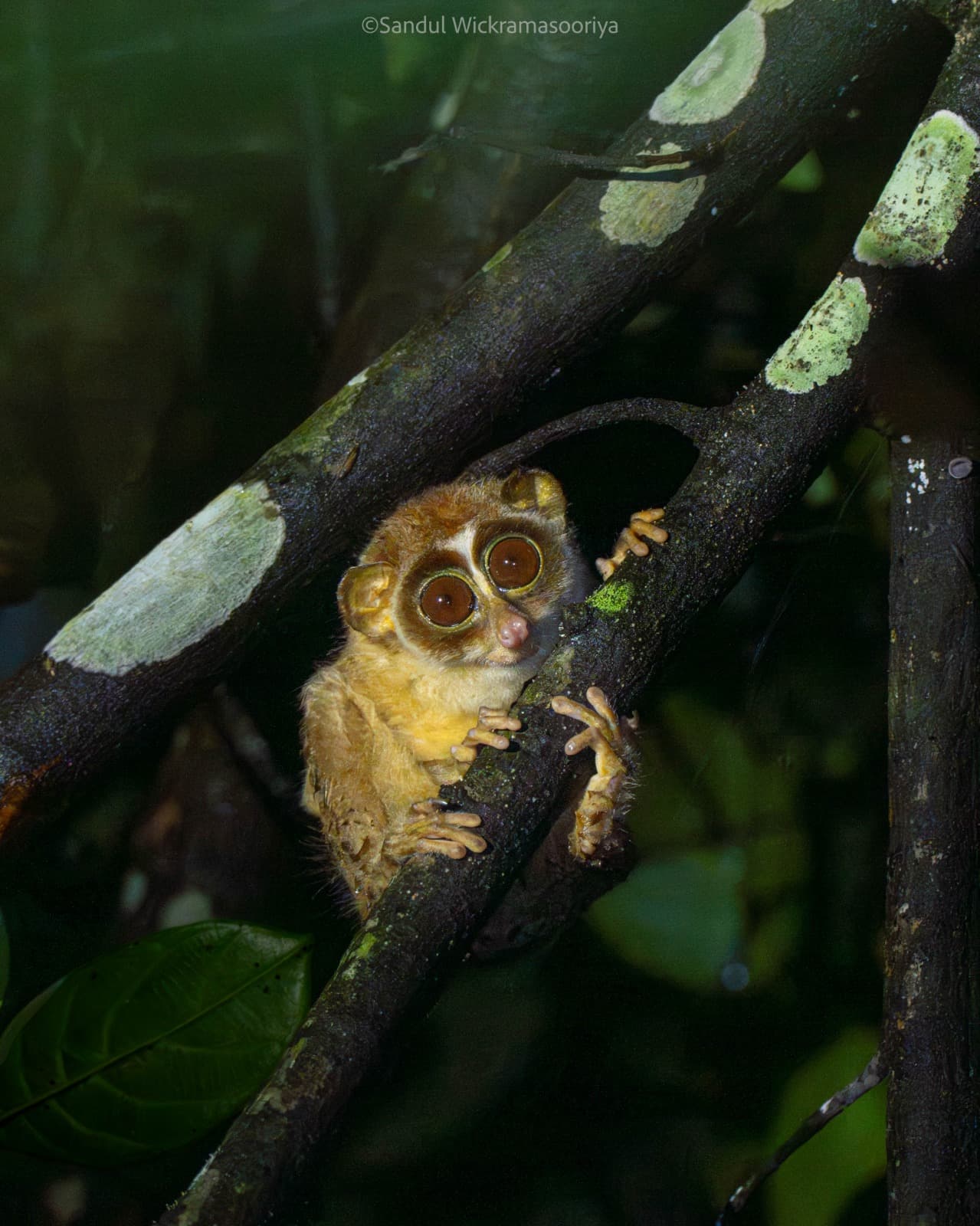 Red Slender Loris