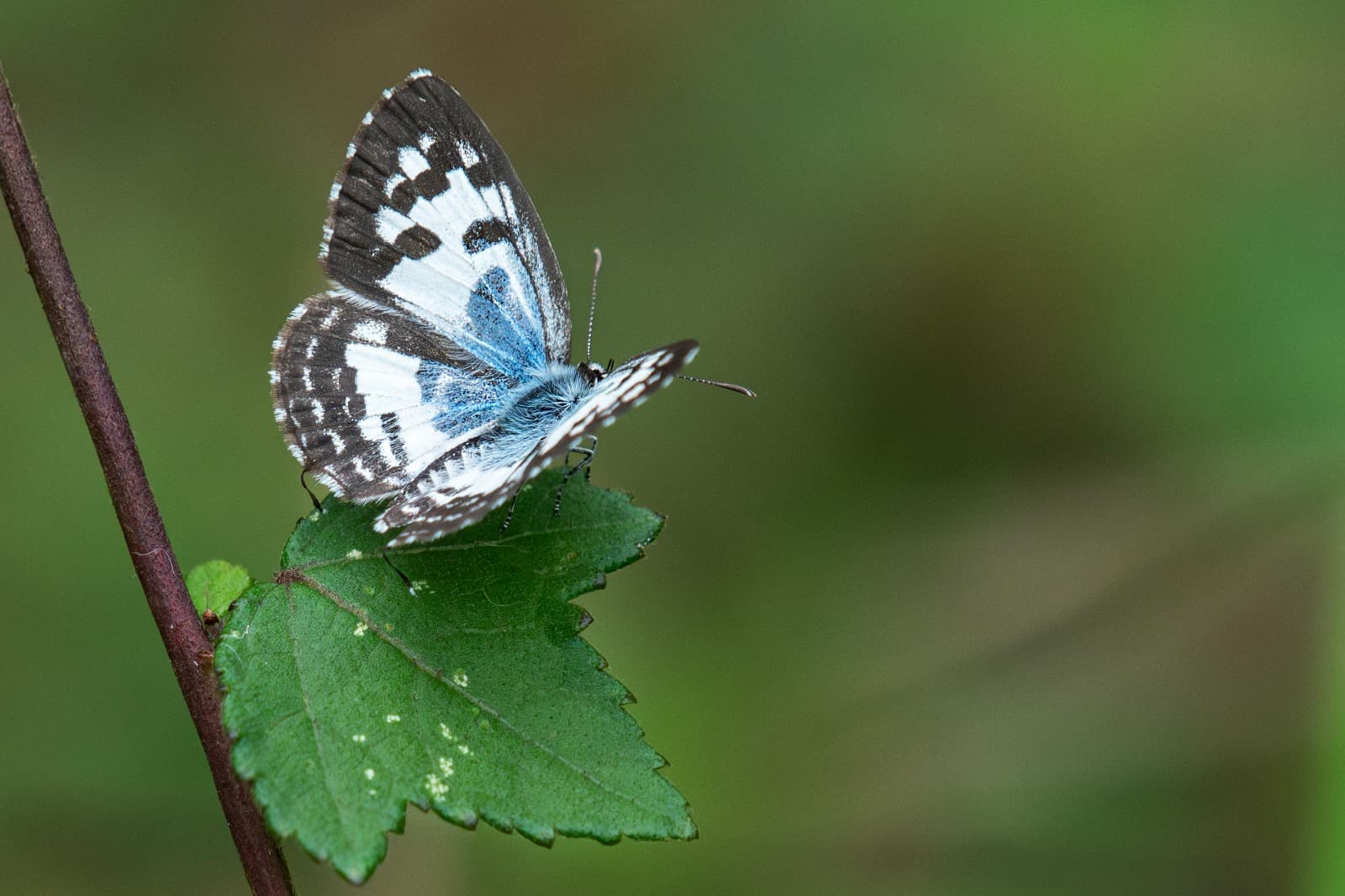 Common Pierrot