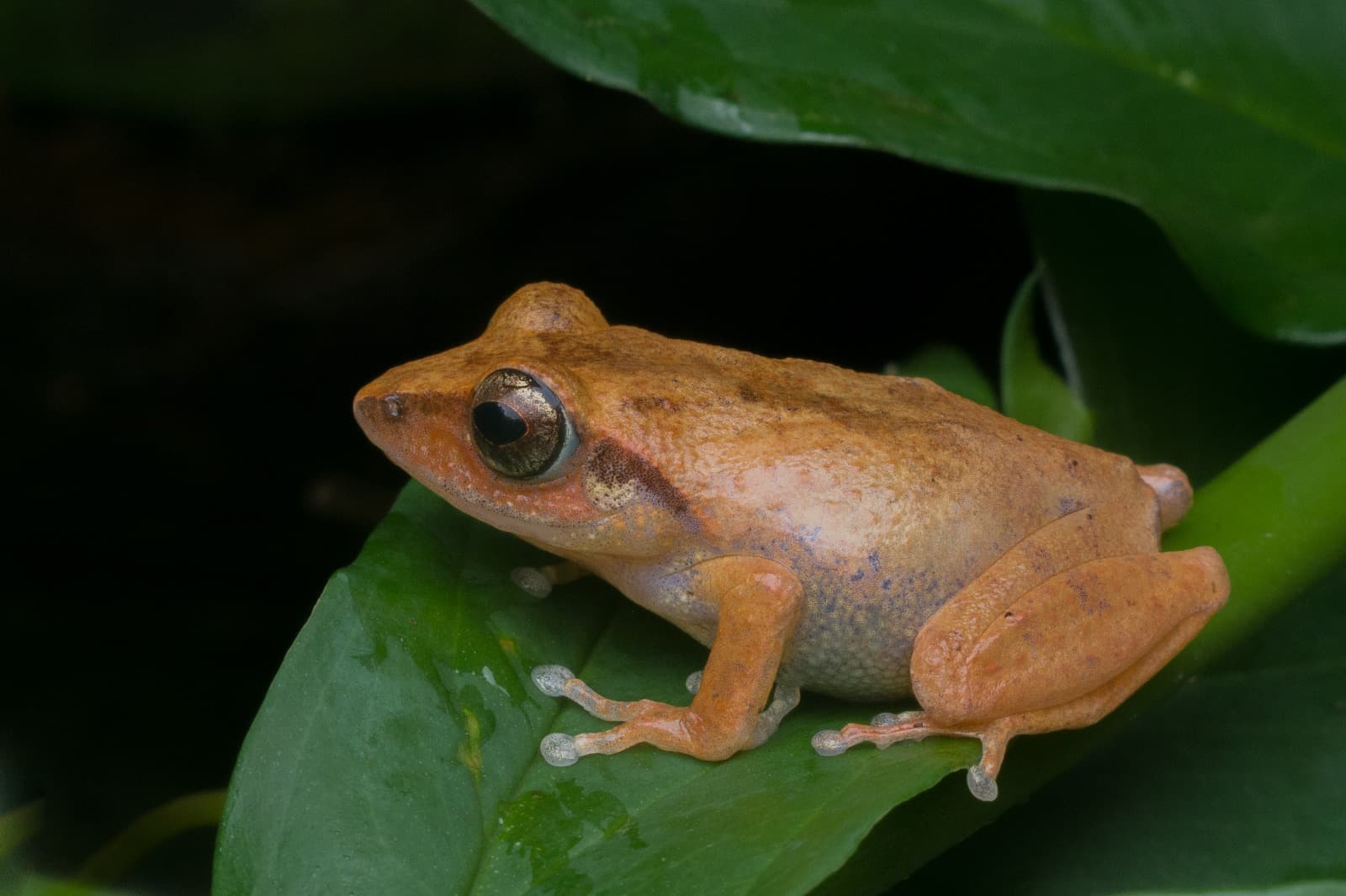 Schnider Shrub Frog