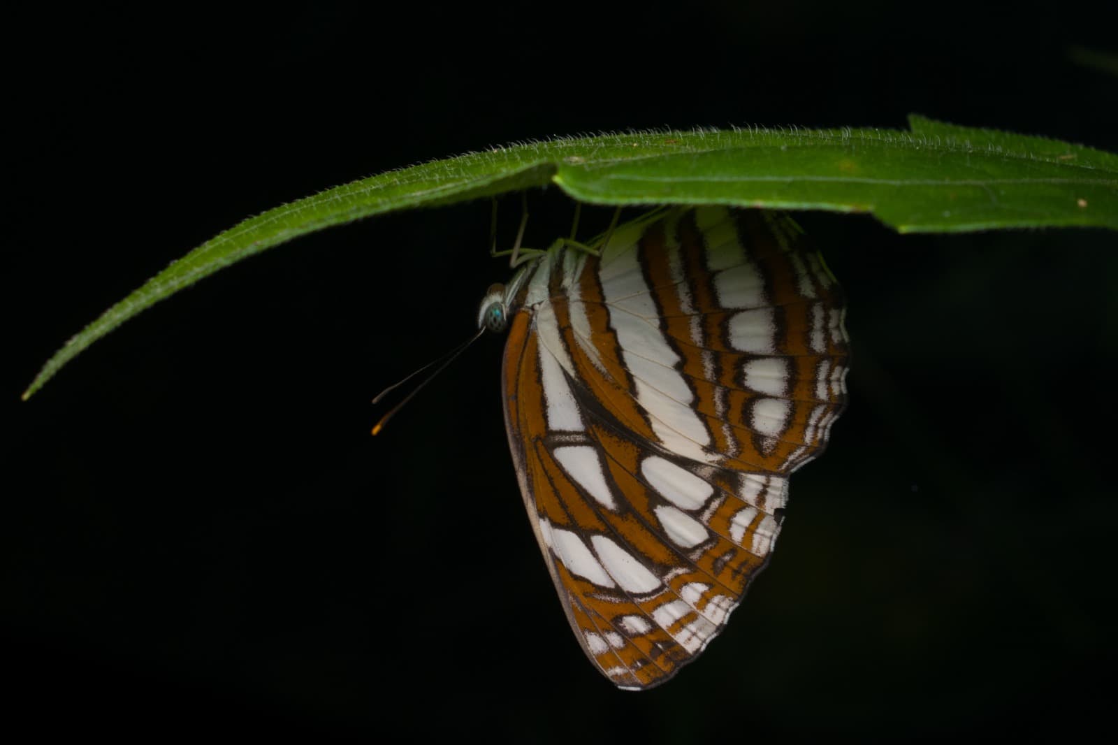 Common Soiler